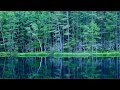 新緑の御射鹿池「死ぬまでに行きたい！日本の絶景」奥蓼科 Japan  Mishaka pond of summer　Downconvert 4k shot video by 2k  自然風景映像