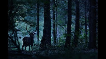 BONES & Drip-133 - We Will Be Here - legendado