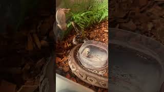 Black Pewter Calico Ball Python Feeding Response! #ballpython #snake #reptile #snakefeeding #usark Net Worth