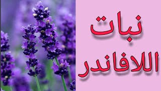 ما هى فوائد نبات الخزامى/اللافاندر للتخسيس والشعر والبشره