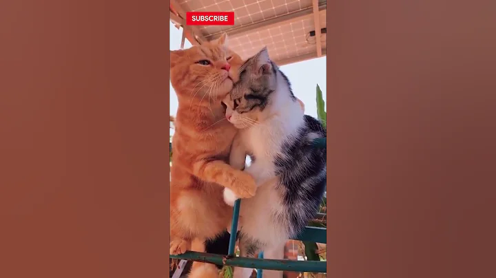 Video 7188301: meowing loudly cats kittens, baby cats kitten meowing, cats kittens meowing cute, funny cats kittens meowing, girl cat kitten, compilation cute funny