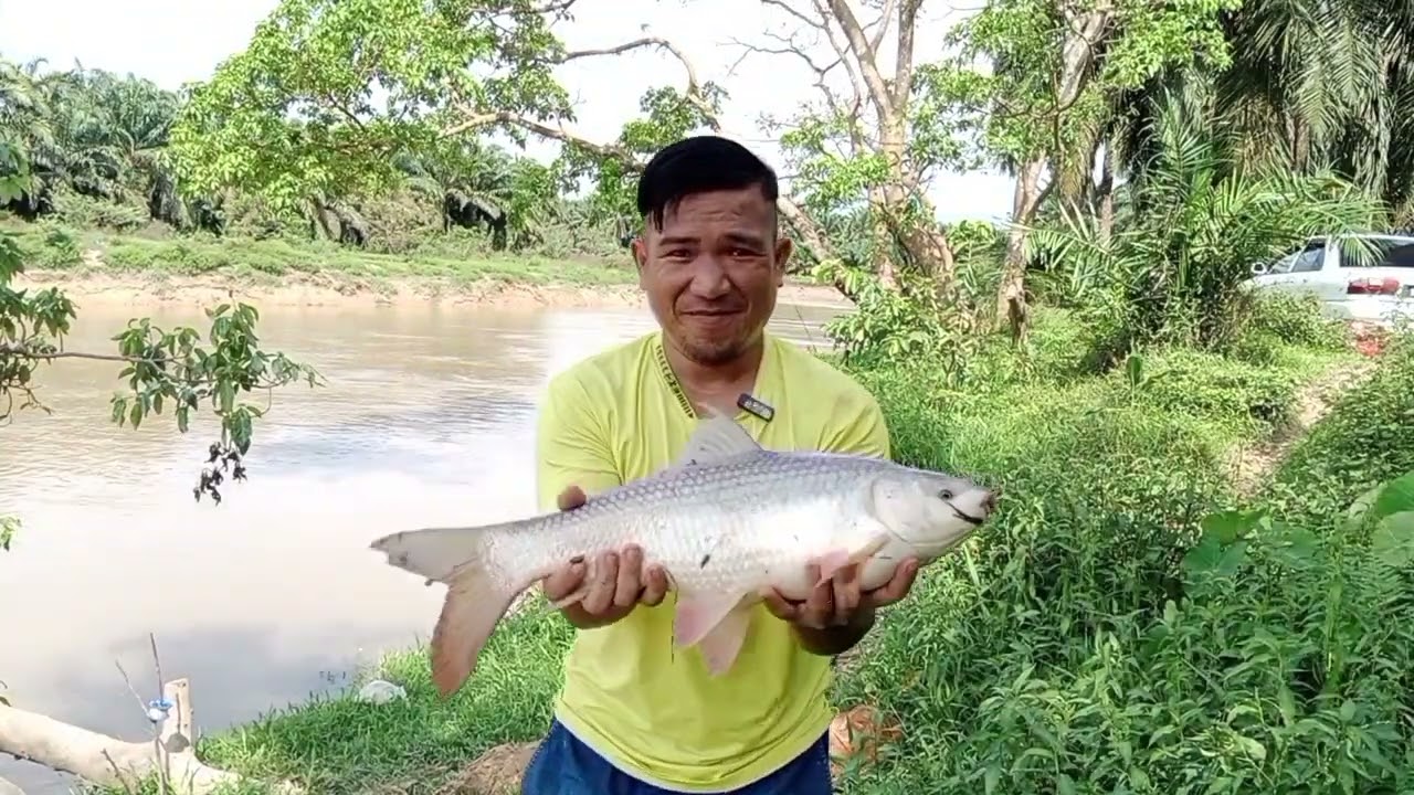 sungai Selangor part 2,ikan rohu