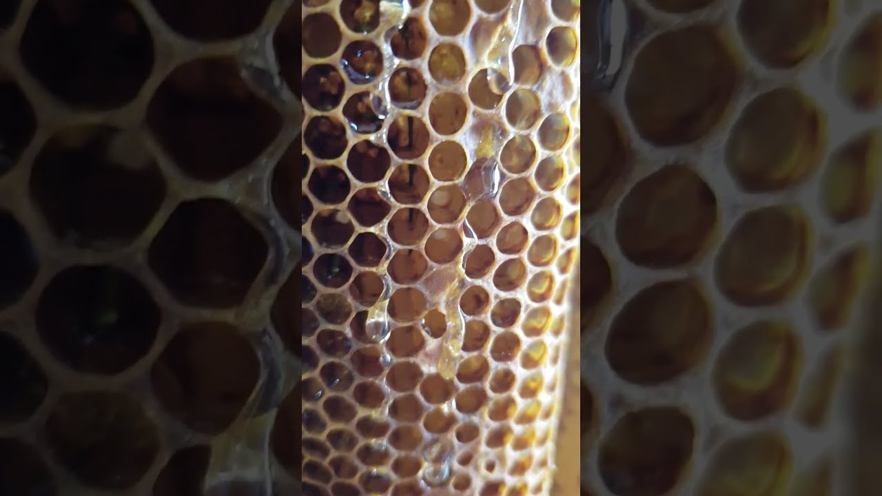 Liquid Gold: A Close-Up of Dripping Honeycombs 🍯🐝