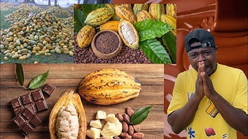 How Cocoa Becomes Chocolate 🍫 | Behind the Scenes of Ghana’s Cocoa Process (Part 2)