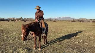 Training A New Horse: Tips To Successfully Using A Hackamore(Video 2 Of 2)