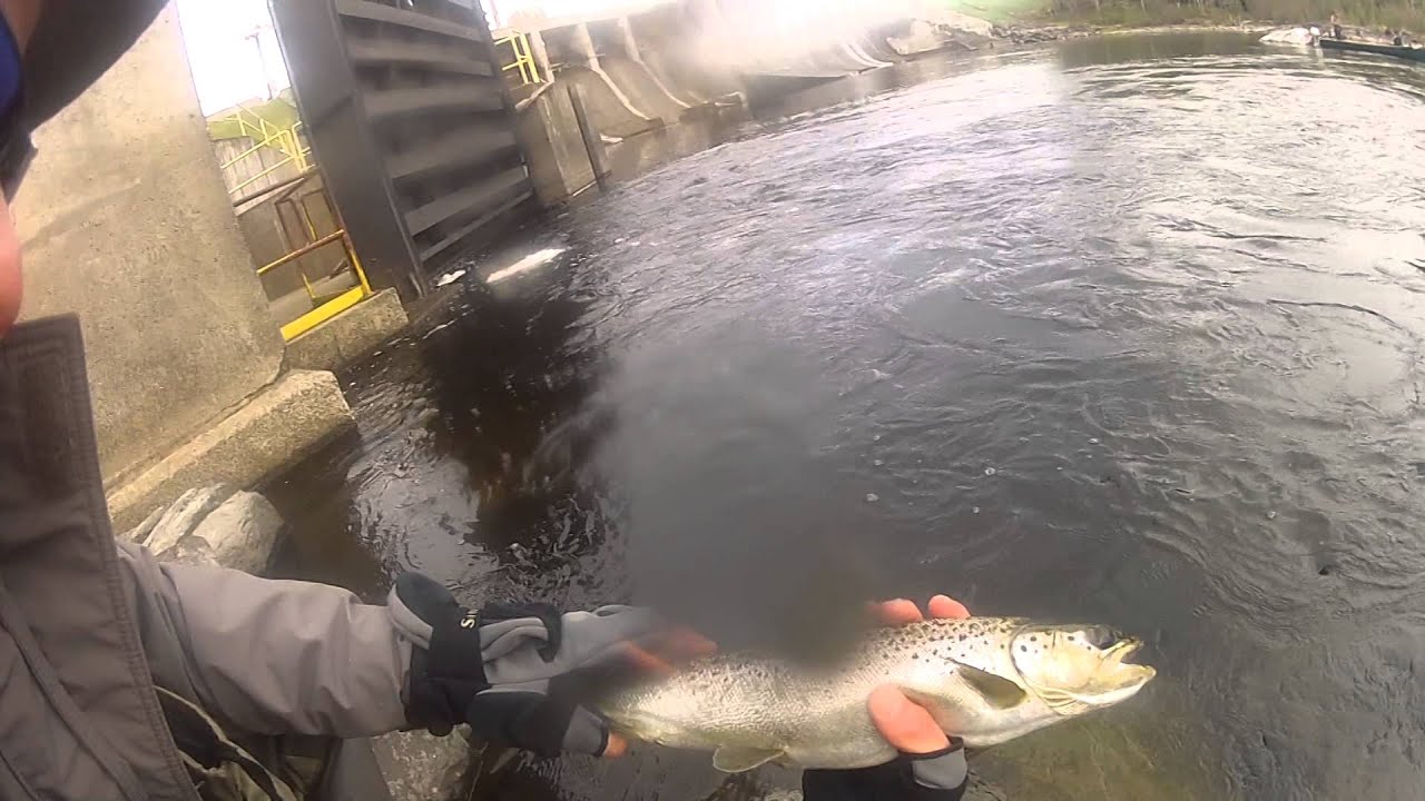 Fly Fishing For Landlock Salmon Moosehead River Maine GoPro 3 YouTube