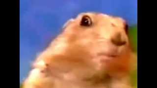 Celebrity Dramatic Chipmunk (original) Profile