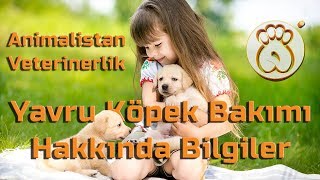 Köpek Sahi̇plenecekseni̇z Mutlaka İzleyi̇n Eğitim Animalistan Veterinerlik