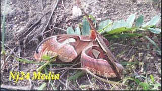 Beautiful Butterfly l  Caring For an Injured Butterfly l Nj24 Media l