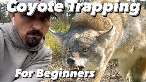 Coyote Trapping for Beginners!