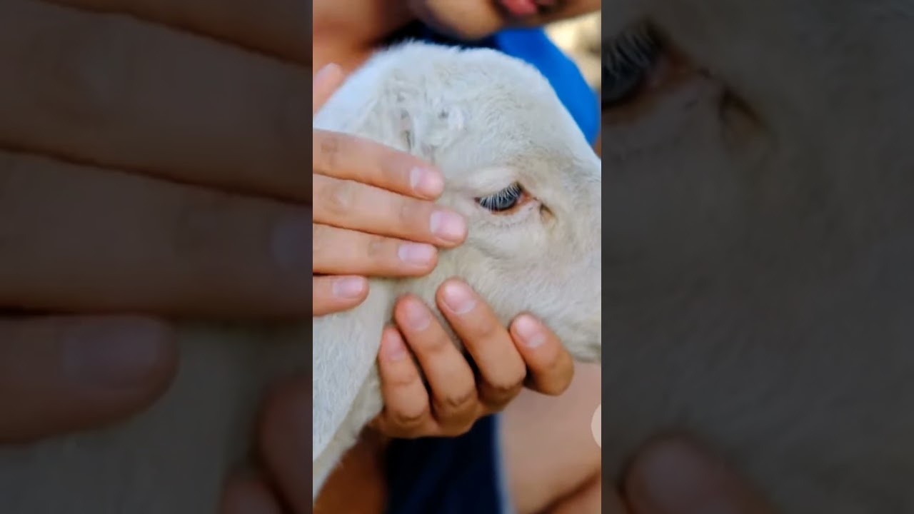 The Shepherd Who Uniquely Names Every Sheep