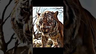 Jungle book edit // Sher Khan vs King Louie