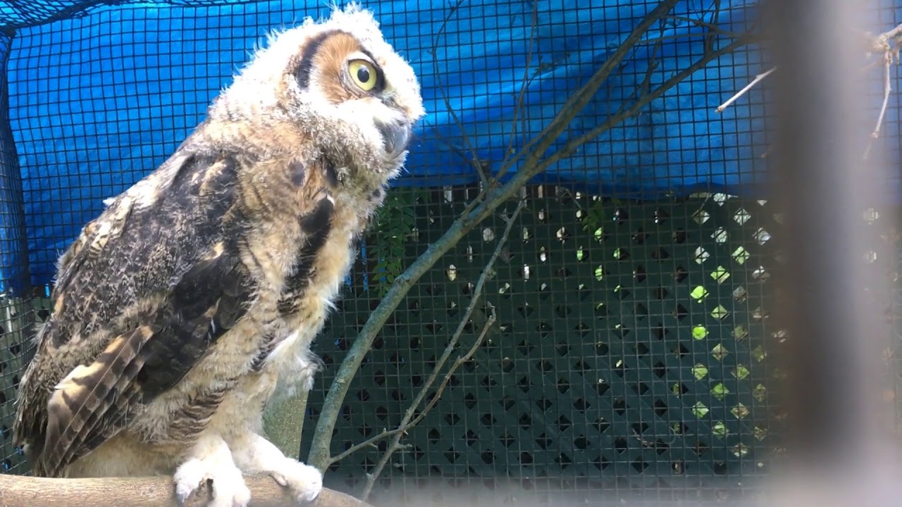 Great Horned Owl Growth And Release 1080p YouTube great-horned-owl-growth-and-release-1080p-youtube