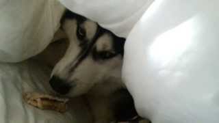 Siberian Husky Angry on Owner- Husky Attack