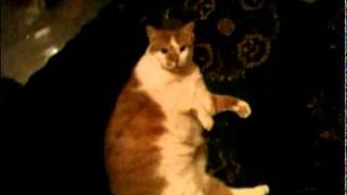 Big Cat Stretching On Cue