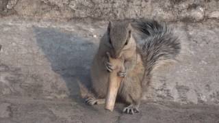 Omnivore Squirrel Eating Bones.