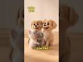 Counting Fun with Cute Animals! 🐶🐱🐰 | Learn Numbers for Babies | Nursery Rhymes