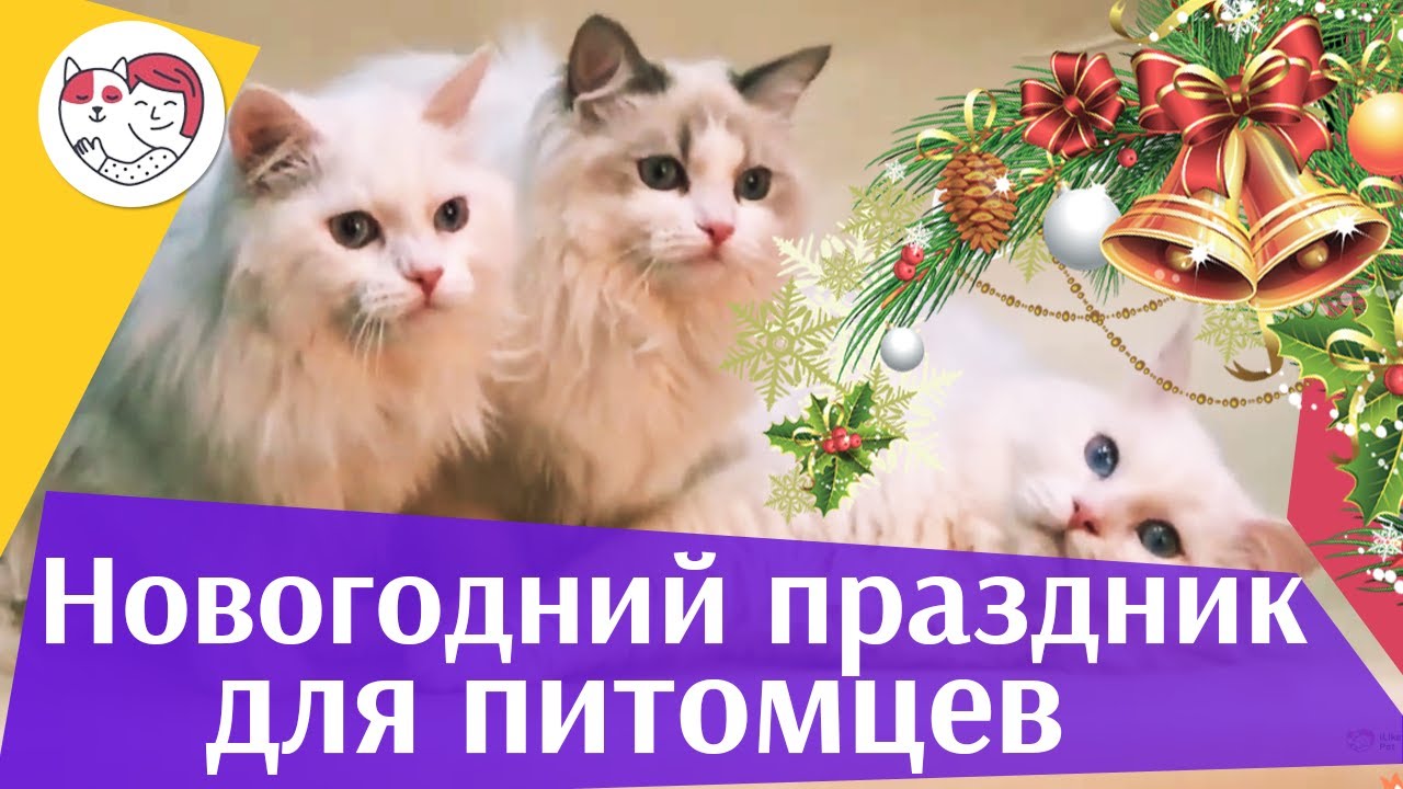 питомцы кукол лол 4 совета, как создать праздничное настроение питомцу под Новый год на ilikepet
