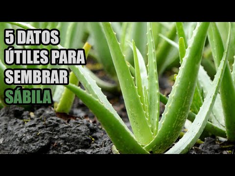 Video: Condiciones de cultivo de aloe - Cómo cultivar plantas de aloe en el jardín