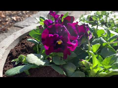 Video: Vårt Trädgårdsarbete (mars, April Och Maj) Ska Göras
