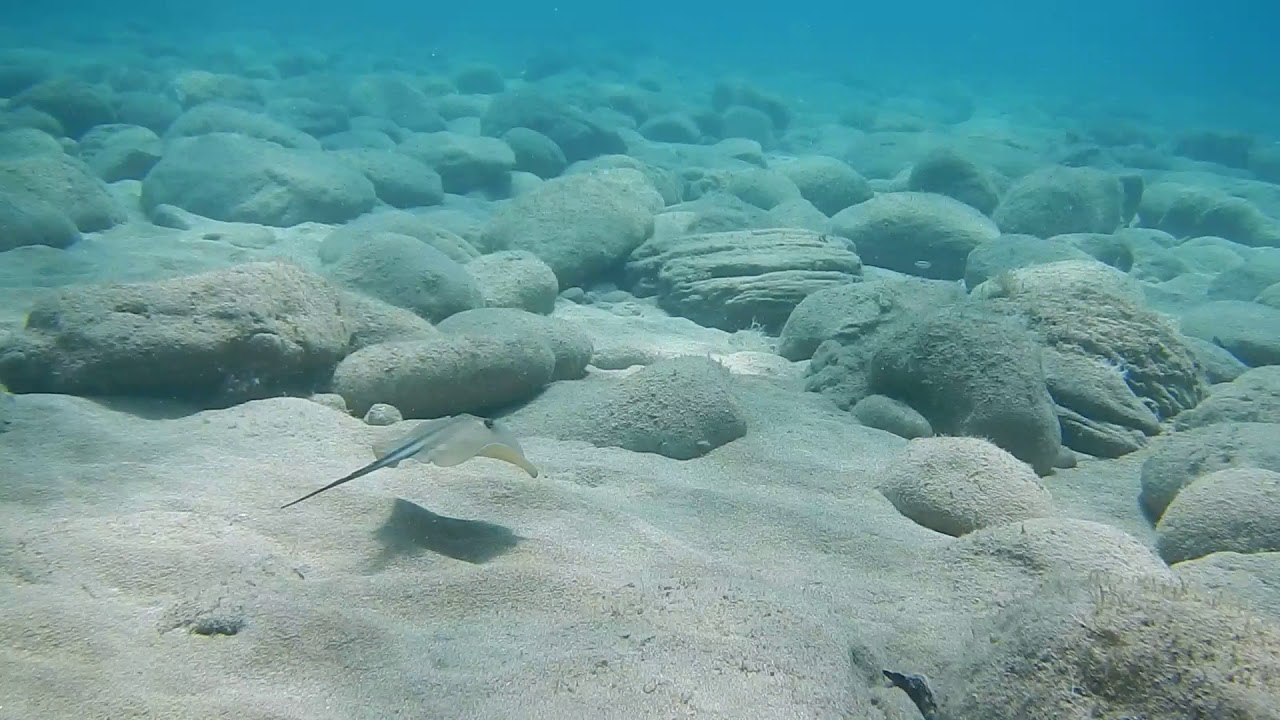 Common Stingray (Dasyatis pastinaca)