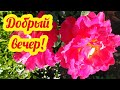 ДОБРЫЙ ВЕЧЕР! Открытки добрый вечер Пожелания доброго вечера Спокойной ночи! Сладких снов!