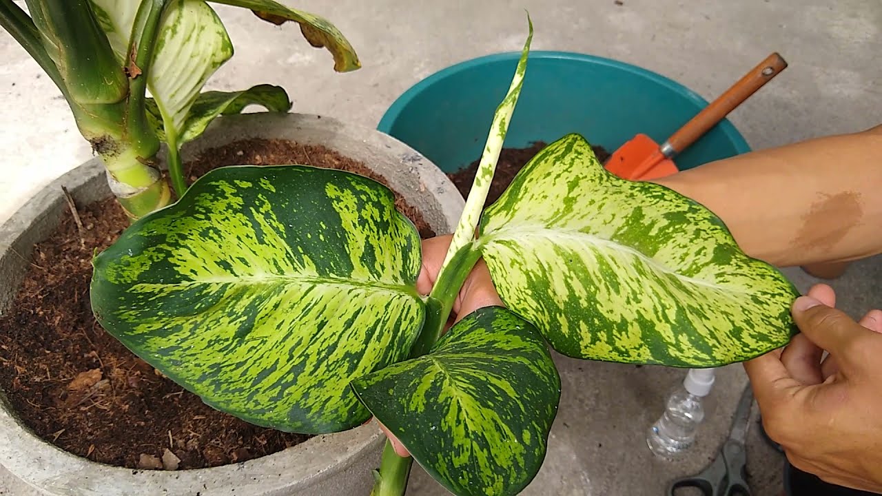 como separar as mudinhas da planta comigo ninguém pode + #Dicas