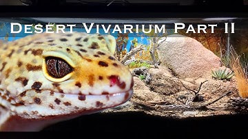 Bioactive and Enriched Desert Vivarium Part II: Leopard Gecko Setup