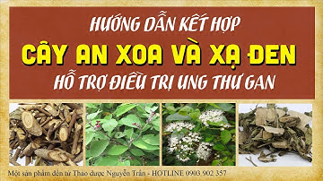 HƯỚNG DẪN KẾT HỢP CÂY AN XOA VÀ XẠ ĐEN HỖ TRỢ ĐIỀU TRỊ UNG THƯ GAN