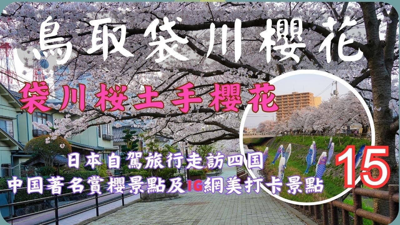 鳥取市賞櫻景點▕ 袋川桜土手▕ 袋川堤防歩道上的河堤、櫻花、鯉魚旗組成了最美的櫻花景色 EP15【日本自駕旅行走訪四国、中囯著名賞櫻景點及IG網美打卡景點DAY5】