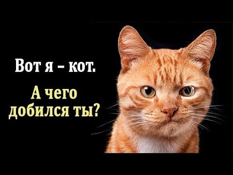 Кошки. Интересные Факты про Кошек. Что Нужно Знать о Кошках