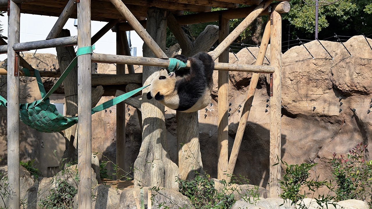 2025.01.23 今日のパンダ（3747日目）[8K] - YouTube