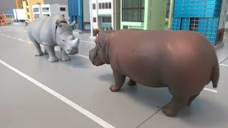 Rhino vs hippopotamus animal battle 코뿔소 vs 하마 동물 대결