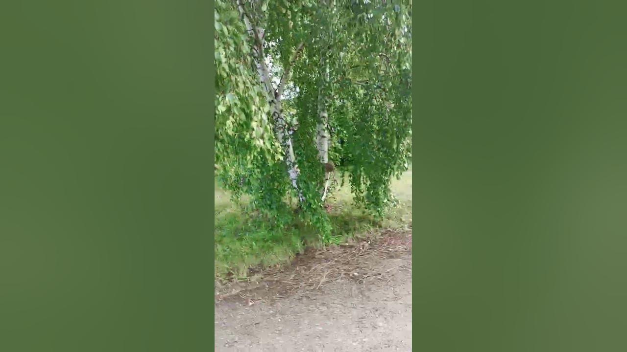 Криштиана раналда😎 - YouTube