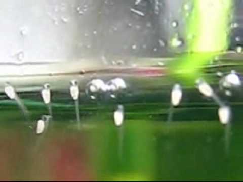 Betta Spawn Log - Betta Fry Day 2