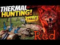 Red Coyote Down | Great Night Calling