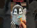 cute baby penguin 🐧 with Shanghai ice cream#cute #animals