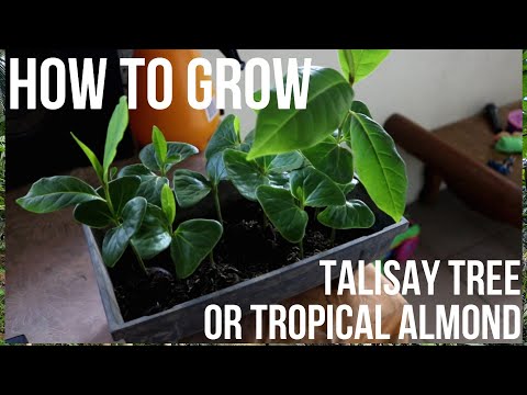 Video: Growing African Gardenias - Paano Pangalagaan ang mga Halaman ng Mitriostigma Gardenia