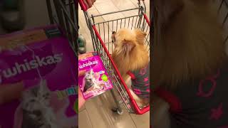 Sinirli köpek kedi maması yedi kustu !! #keşfet #shorts