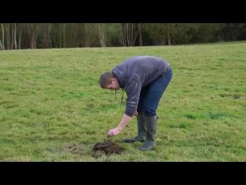 Hilarious Exploding Cow Pat Banger Video! WATCH!