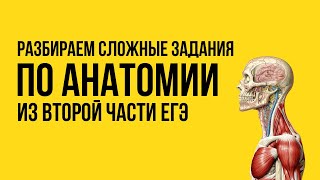 РЕШАЕМ ЗАДАНИЯ ВТОРОЙ ЧАСТИ ПО АНАТОМИИ | ЕГЭ 2024 по биологии