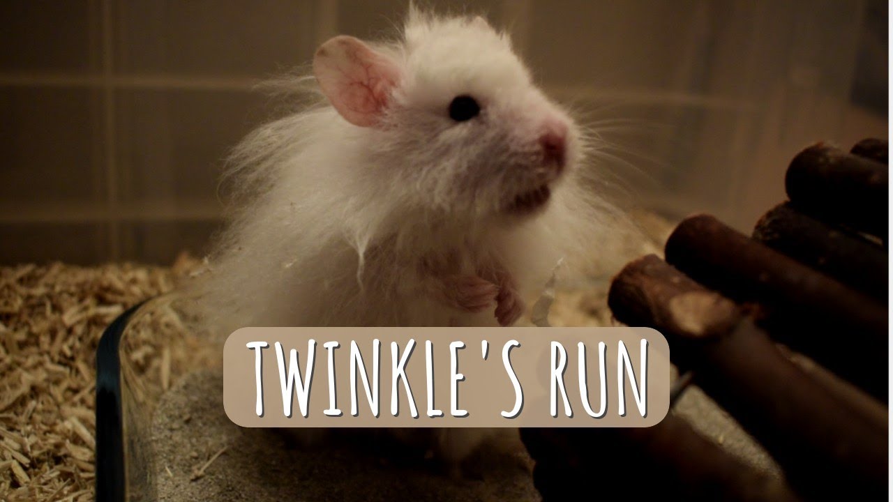 Hamsters Play Run | Cosmic Hamsters