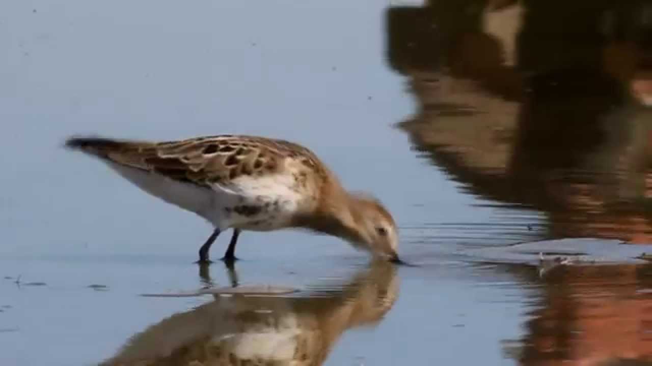 Чернозобик - Dunlin - Calidris alpina