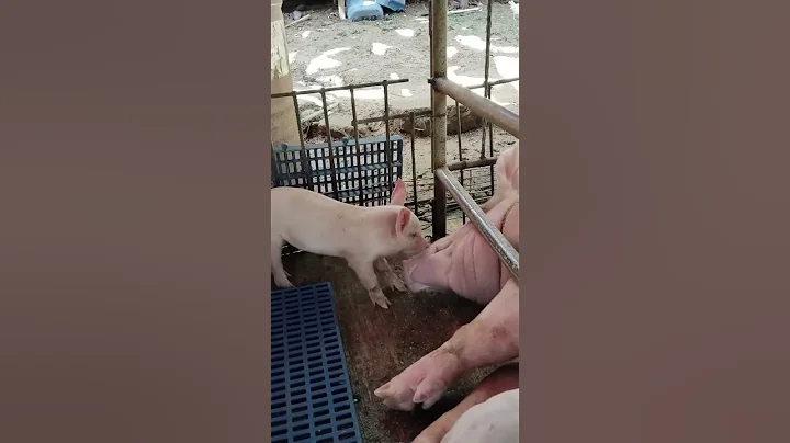 mother feeding milk #hogs #pig #hogger #mother #farming #pigfeed #pigfarming