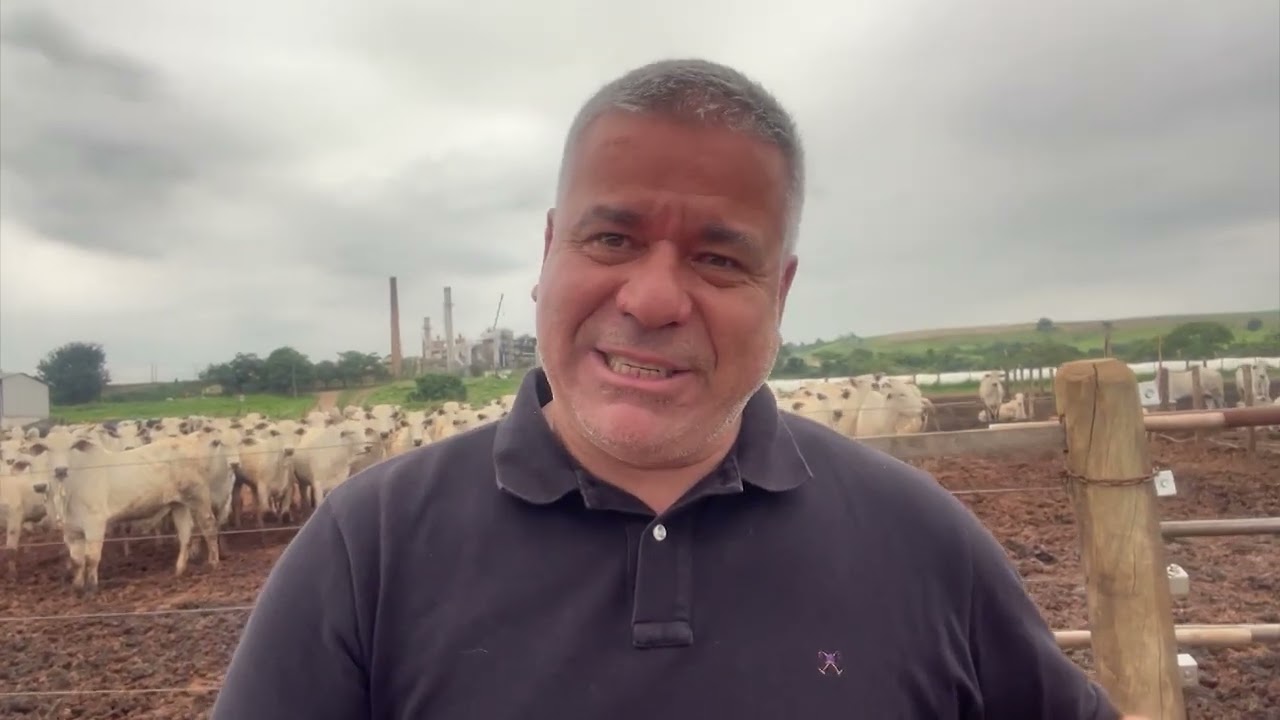 CAPIM MIYAGI: QUANDO VALE A PENA INVESTIR NESSA FORRAGEIRA? ESPECIALISTA RESPONDE