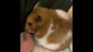 Hamster Body Language Telling Me He Dislikes It #hamster #bodylanguage