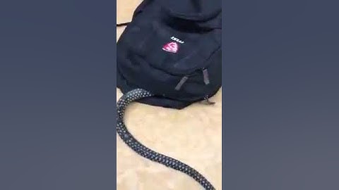 Thumbnail of Story wa lucu bikin kaget jantungan || ular prank