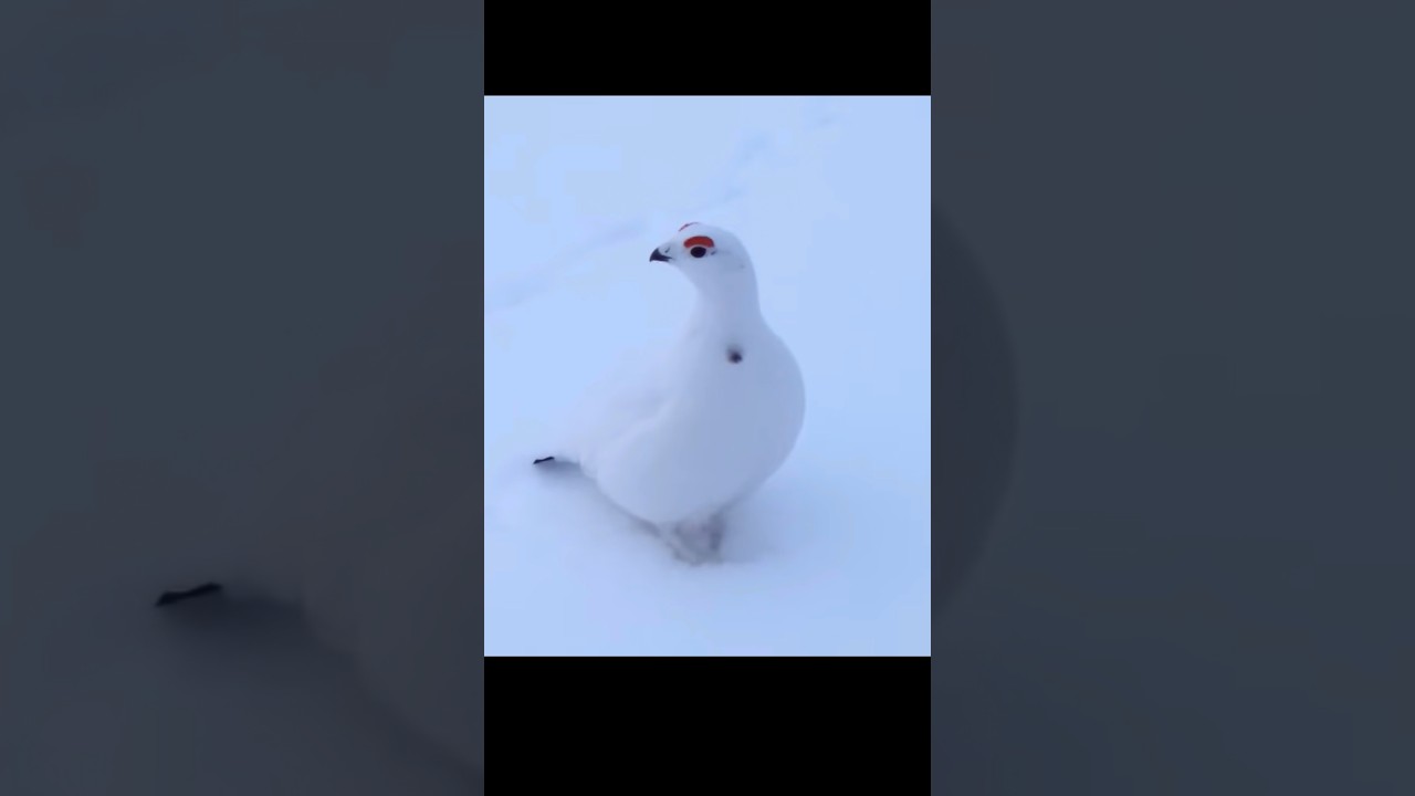 White partridge At snow 