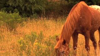 Lookin Out My Back Door — Creedence Clearwater Revival HD (for Jill)