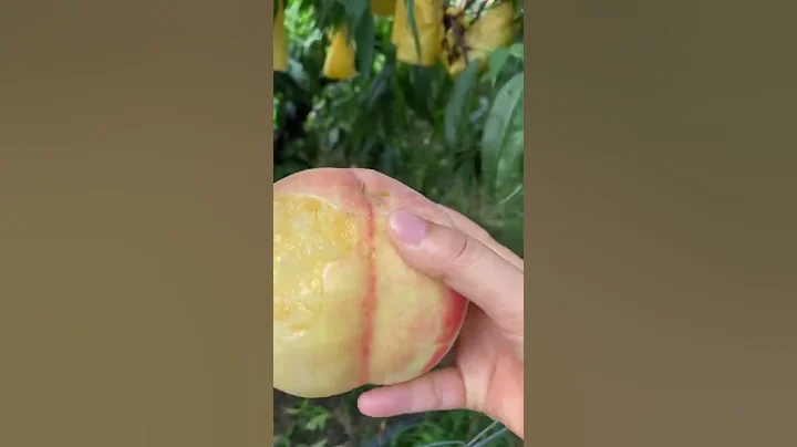 正宗陽山水蜜桃之白鳳桃！ - 天天要聞